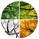 4 Seasons Qi